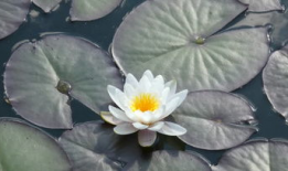 莲花视频,探寻东方美学与智慧之光